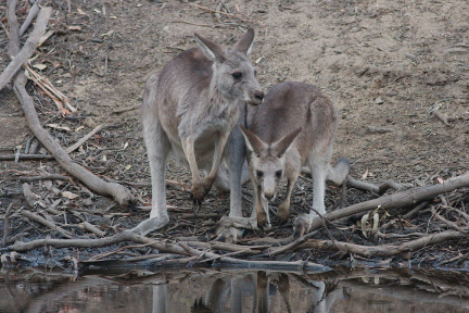 Grey Kangaroo IMG 6929