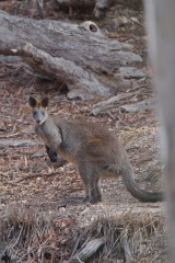 Black Wallaby IMG 0214