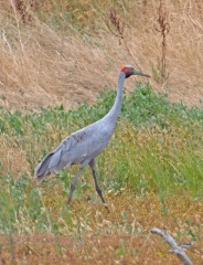 Brolga-IMG 7828