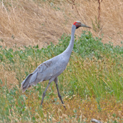 Cranes and Brolga