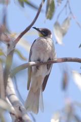 Little Friarbird Juv IMG 1682