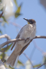 Little Friarbird Juv IMG 1690