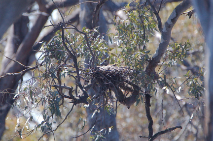 Pink-eared Duck Nest IMG 1790