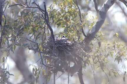 Pink-eared Duck Nest IMG 1845