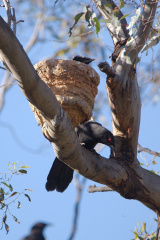 White-winged Chough IMG 1973