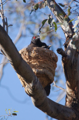 White-winged Chough IMG 1980