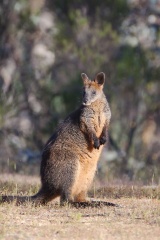 Black Wallaby IMG 1934