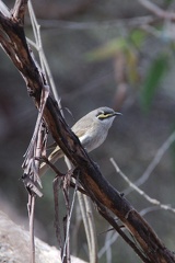 Yellow-faced Honeyeater IMG 2103