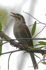 Yellow-faced Honeyeater IMG 7110