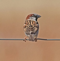 House Sparrow IMG 0332