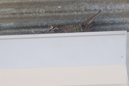 Common Bronzewing IMG 0628