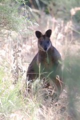 Black Wallaby IMG 0959