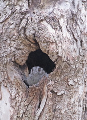 Owlet-nightjar IMG 0616