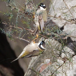 Black-chinned Honeyeater