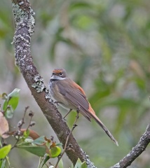 Rufous Fantail IMG 1259