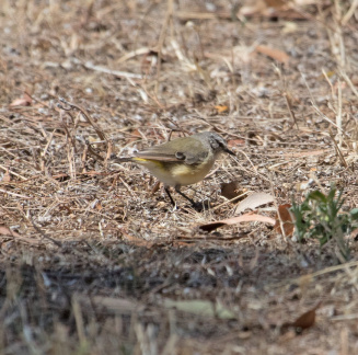 Yellow-rumped Thornbill IMG 1296