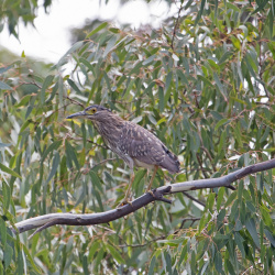 Nankeen Night-heron