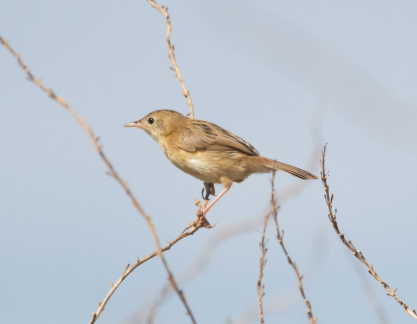 Golden-headed Cisticola IMG 1919