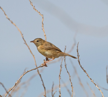 Golden-headed Cisticola IMG 1930