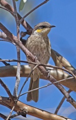 Singing Honeyeater IMG 2414