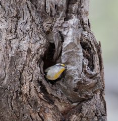 Straited Pardalote IMG 1189