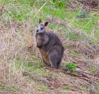 Black-Wallaby-IMG 3310