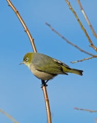 Silvereye-IMG 3508