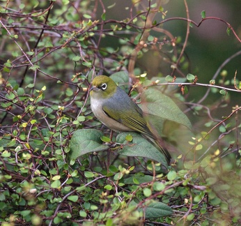 Silvereye-IMG 2845