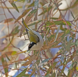 White-naped HE IMG 4145