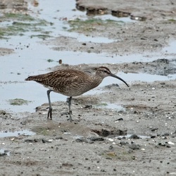 Whimbrel