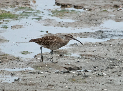 Whimbrel