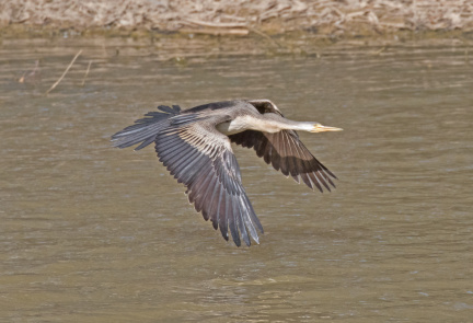 Darter-IMG 4818