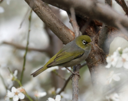 Silvereye IMG 5716