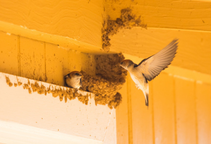 Fairy Martin IMG 0145