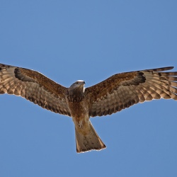 Square-tailed Kite