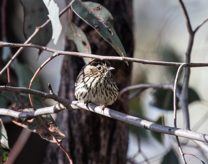 Speckled Warbler IMG 1252