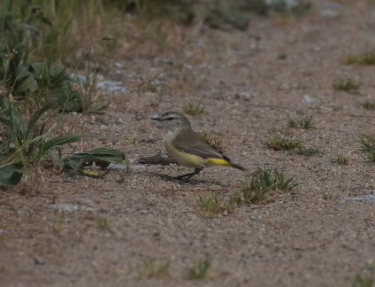 Yellow-rumped Thornbill IMG 1400