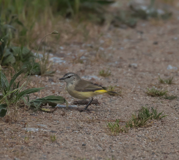 Yellow-rumped Thornbill IMG 1401