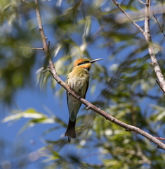 Rainbow Bee-eater IMG 1600