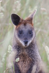 Black Wallaby IMG 1859