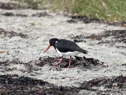 Pied Oystercatcher IMG 1932