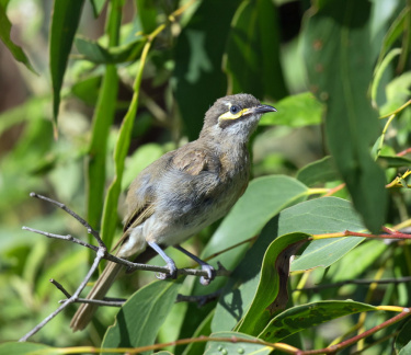 Yellow-faced-HE-IMG 2875