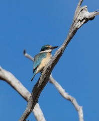 Sacred-Kingfisher-IMG 5999