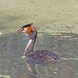 Great Crested Grebe