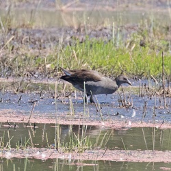 Spotless Crake