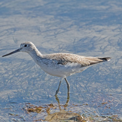 Common Greenshank