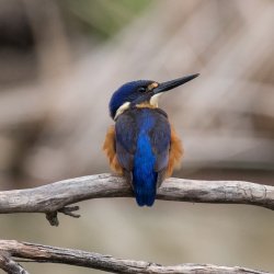 Azure Kingfisher