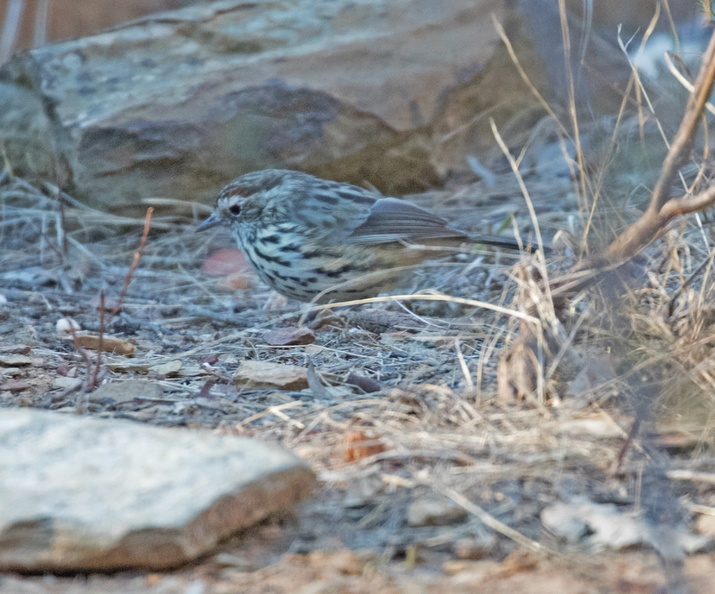 Speckled-Warbler-IMG 7074