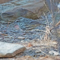 Speckled-Warbler-IMG 7074