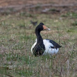 Magpie Goose